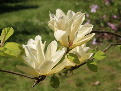 Lecą magnolie