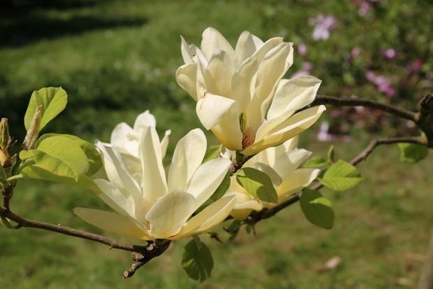 Lecą magnolie
