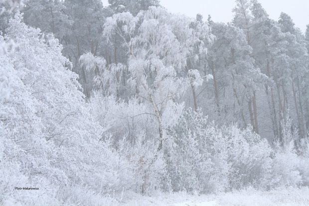 Opowieść szesnasta: Kraina lodowych kropelek