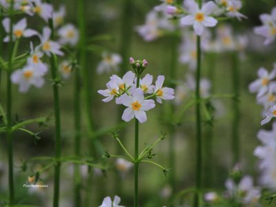 Opowieść osiemnasta: Wiosenne starania o przedłużenie gatunku