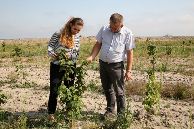 Rośnie las na adamowskim zwałowisku