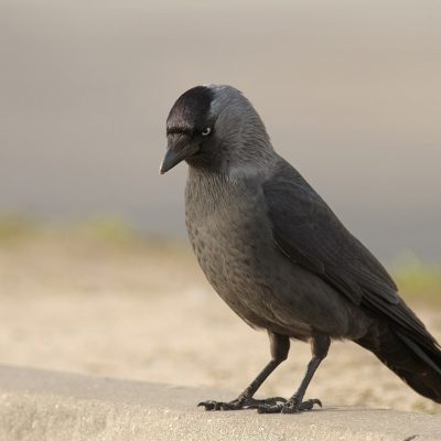 Kawka
