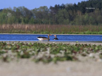 Konińska rekultywacja – dziesięciolecia doświadczeń (3)