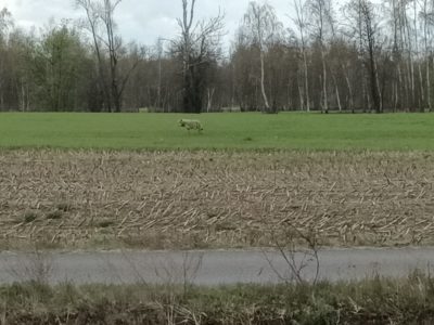 Bliskie spotkanie trzeciego stopnia